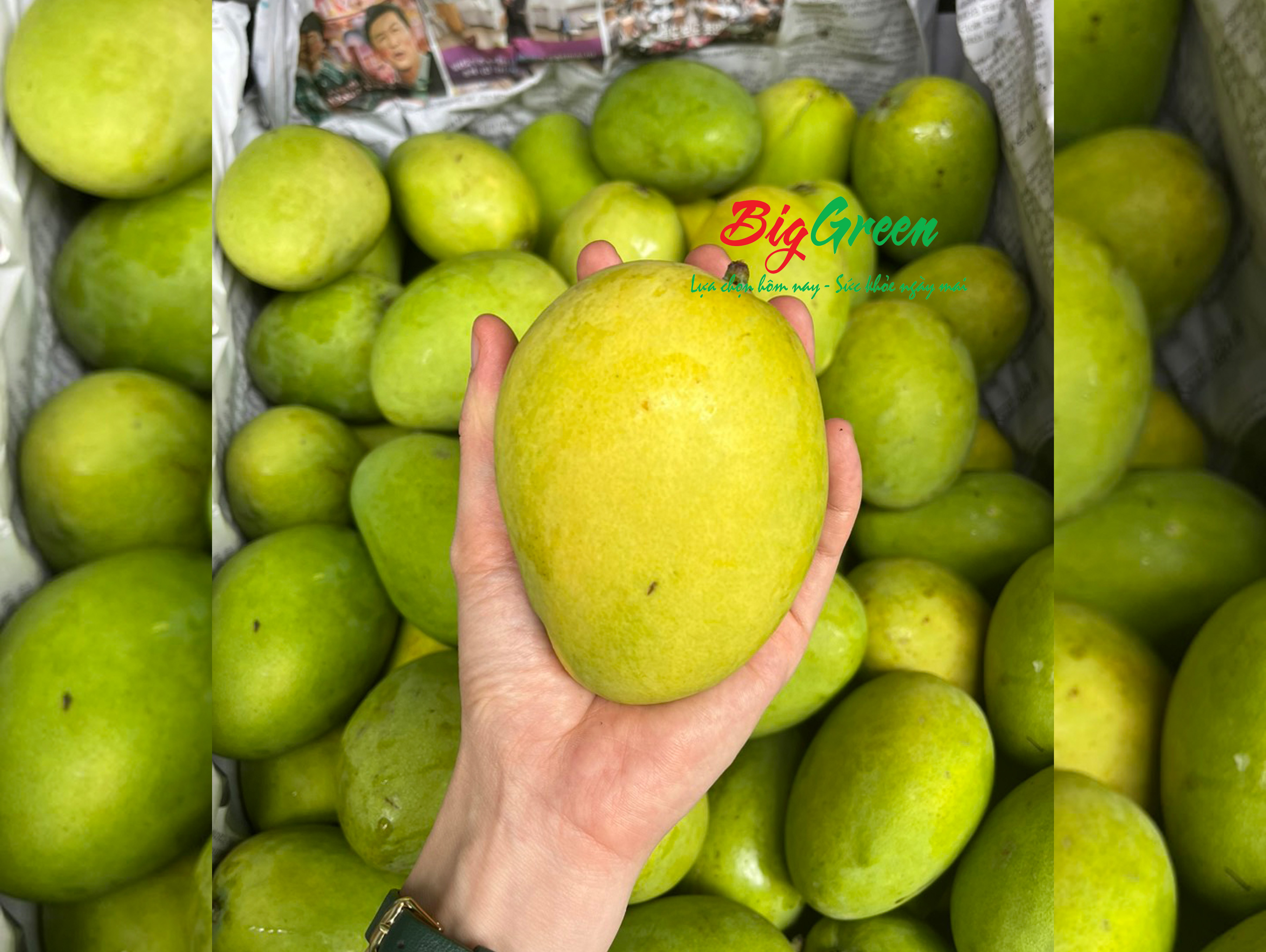 Xoài cát thơm Nha Trang (2621177)