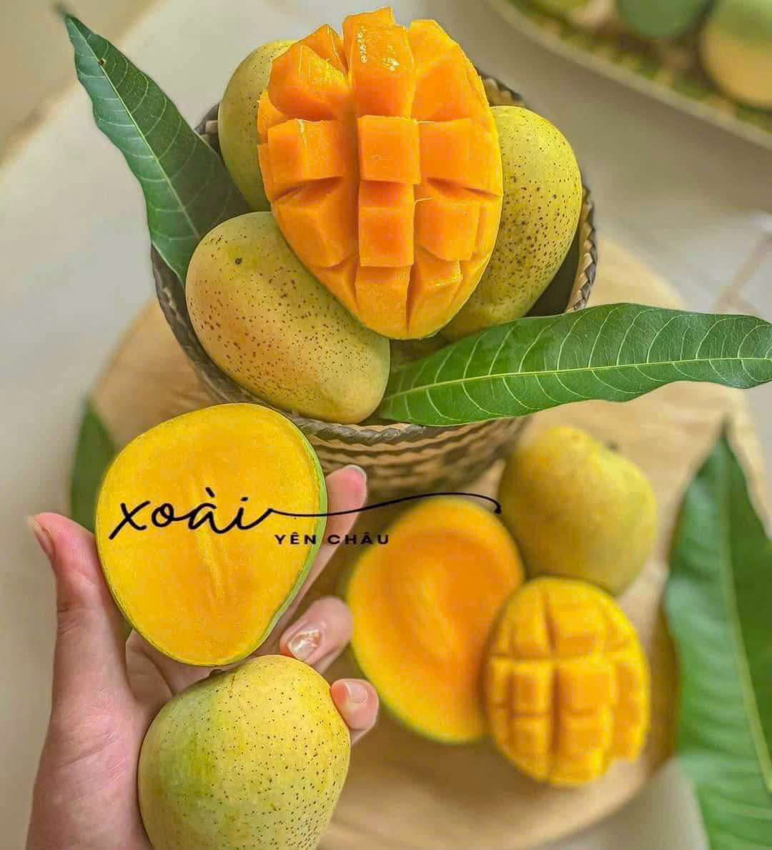 Xoài Tròn Yên Châu (SP000648)