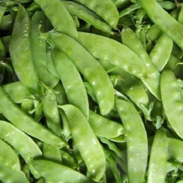 Đậu Hà Lan ăn quả Đà Lạt